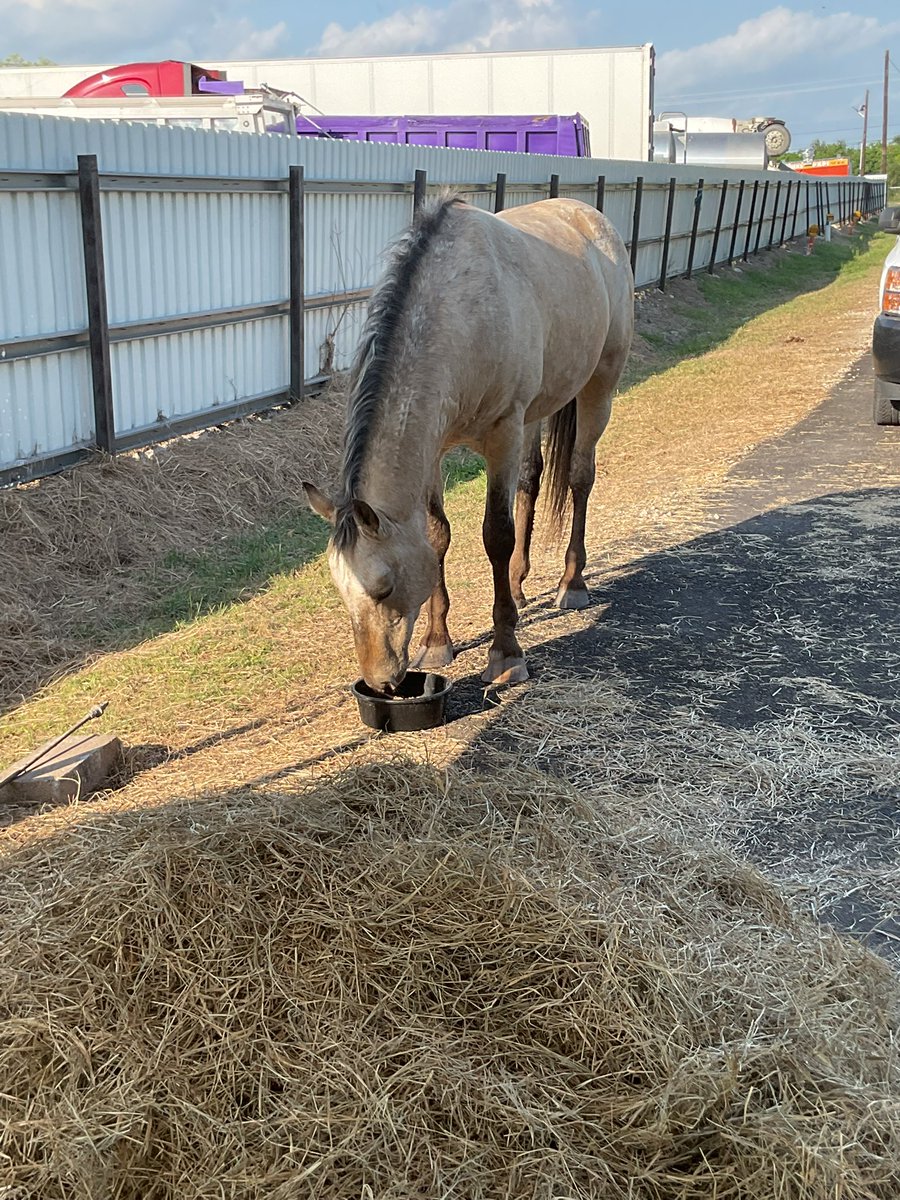 TX45_47's tweet photo. Just got approved and activated on cashapp! Thank Y’all for your Donations to help me help Archer and Jules rescues from the slaughter pipeline after being tagged “Direct Ship” I caught up with them in Oklahoma after they had been traveling from Wheatland, Wyoming! https://t.co/olJiJHdIrT