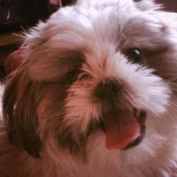Caroline120461's tweet image. I had to take my wee Mika to the vets yesterday. She’s almost 11 and has just been diagnosed with early Dementia. I didn’t know dogs could get dementia - I’m heartbroken for her. I don’t know what to expect. 😔