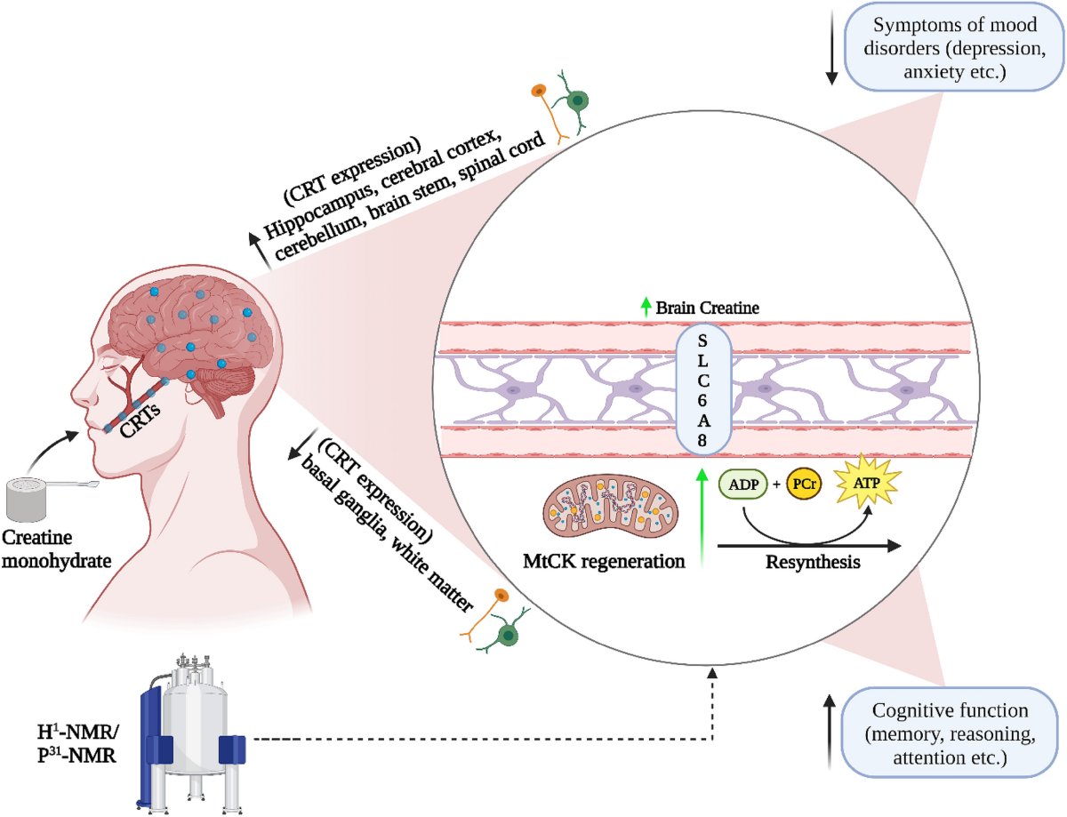 DavidMackeyDPT's tweet image. A single, high dose of #creatine (0.35g/kg) can partially reverse the metabolic alterations and cognitive deterioration associated with acute sleep deprivation.
nature.com/articles/s4159…