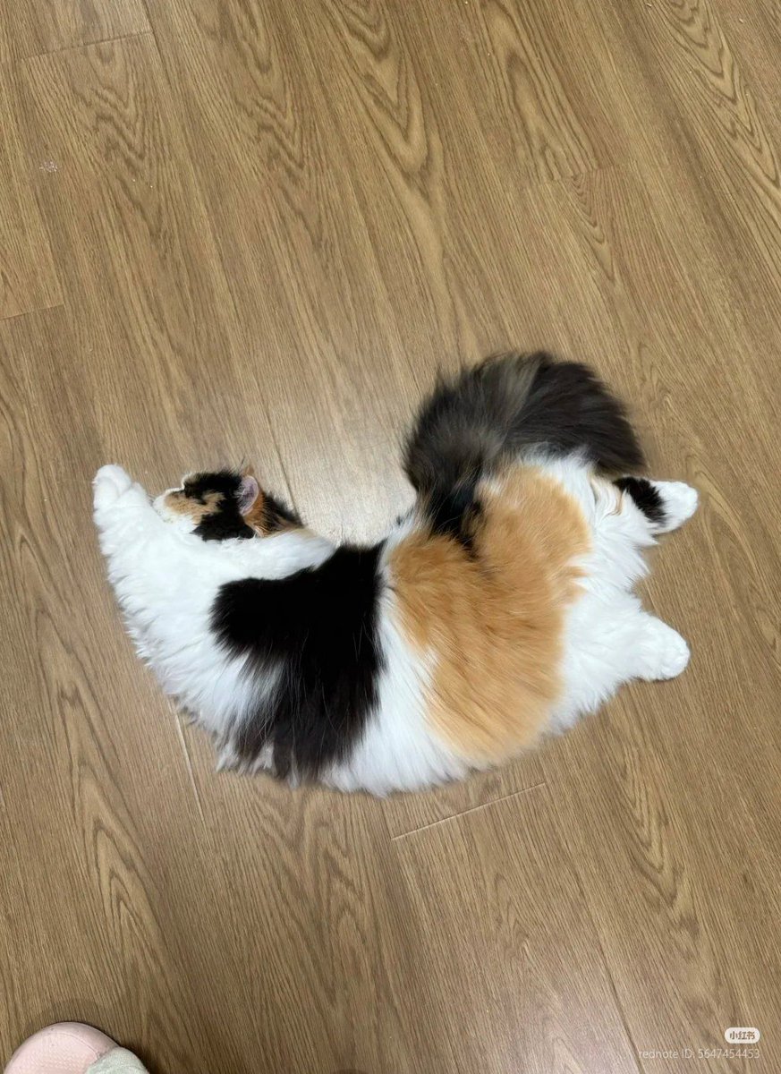 PostsOfCats's tweet photo. Biig stretch!!!! https://t.co/Y5OOMC3G2l
