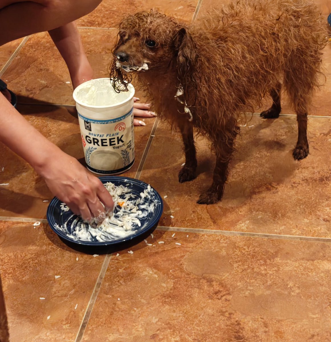 Mecca loves Greek yogurt. 

Just gave her a bath and then she decided to cover herself in yogurt. 😅