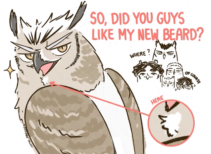 The new beard doesn't bring much change to Bokutowl. 