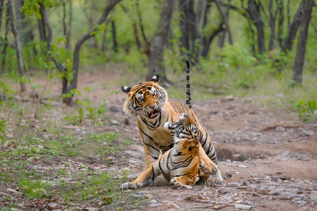 Ranthambhore - the land of Tigers.