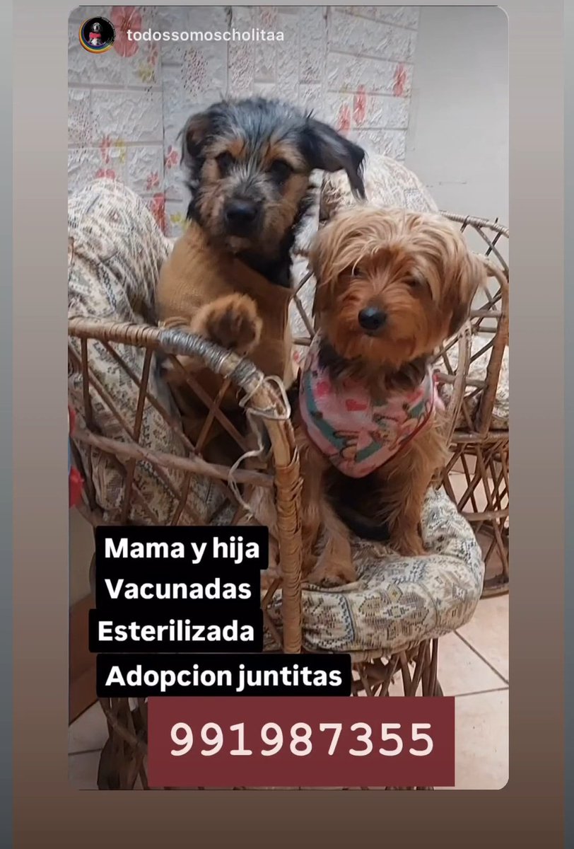 Madre e hija se dan en adopción juntas rt para que encuentren a la familia que las ame 🙏🐾🐾