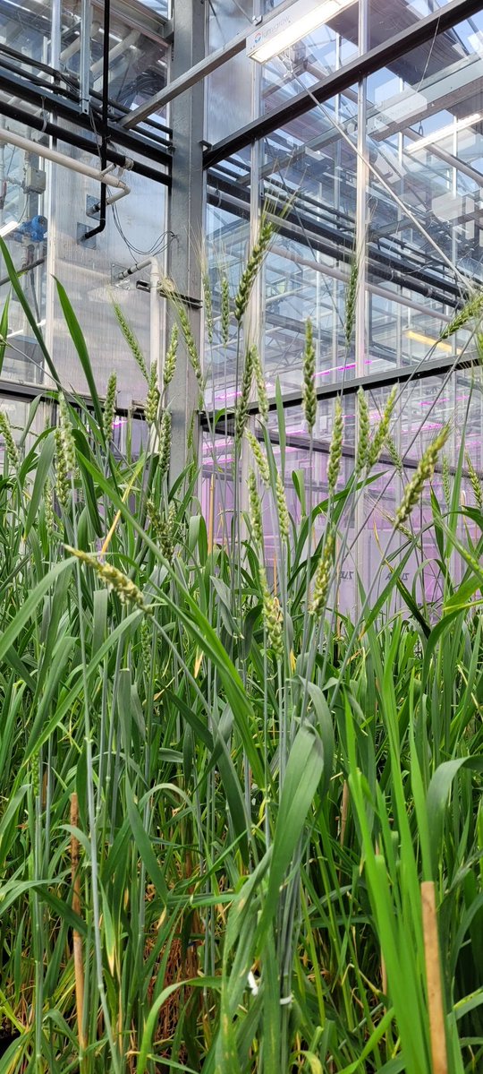 mehrdad (@striiformis) on Twitter photo <a href="/ubcLFS/">UBC Faculty of Land and Food Systems</a> has undoubtedly been the hub of stripe rust research in W Canada over the past 4 years. From race typing to screening thousands of wheat and barley cultivars, to exploring the rust genome. A big shoutout to <a href="/gurcharn_brar/">Gurcharn Singh Brar ਗੁਰਚਰਨ ਸਿੰਘ ਬਰਾੜ</a> for his leading role and all <a href="/CBL_UA/">UAlberta Cereal Breeding Lab (CBL)</a> members, <a href="/ubcLFS/">UBC Faculty of Land and Food Systems</a> has undoubtedly been the hub of stripe rust research in W Canada over the past 4 years. From race typing to screening thousands of wheat and barley cultivars, to exploring the rust genome. A big shoutout to <a href="/gurcharn_brar/">Gurcharn Singh Brar ਗੁਰਚਰਨ ਸਿੰਘ ਬਰਾੜ</a> for his leading role and all <a href="/CBL_UA/">UAlberta Cereal Breeding Lab (CBL)</a> members,