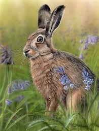 In Ireland the Hare is known as Giorria and it was well known in Britain and Ireland that witches possessed the ability to transform into creatures such as the Hare🐇☘️

When harvest time came at the end of Summer one last sheaf of corn would be left so that a hiding Hare,