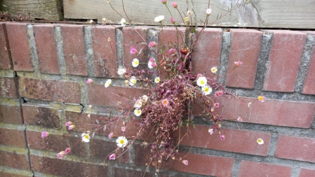 Natuur onder de loep -  streekbladzoetermeer.nl/l/161496