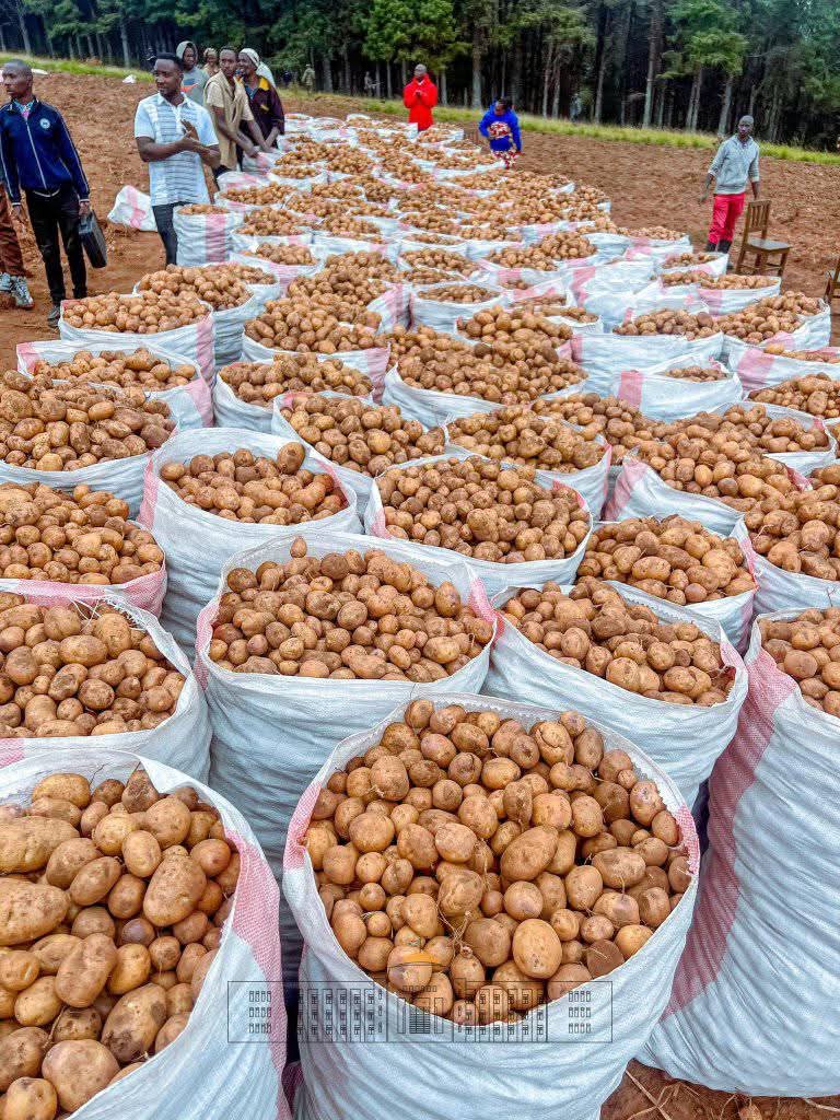 Obongo farmer βοΈβοΈ π₯ (@niyopatrico) on Twitter photo Hello π Mai farmer freinds,X users & Agronomists ππ
Agricultural sector is only where we greet a farmer in our break time,lunch and dinner π½οΈ β
#Zerohunger
#feedfuture
#feedcommunity
<a href="/AgiriteMedia/">Agirite Media</a>
<a href="/EgeraUmuhinzi/">EGERA UMUHINZI INITIATIVE</a>
<a href="/RCSSAgriTalk/">AgriTalk Initiative</a>
<a href="/AgriHopper/">AgriHopper Rwanda π·πΌ</a> Hello π Mai farmer freinds,X users & Agronomists ππ
Agricultural sector is only where we greet a farmer in our break time,lunch and dinner π½οΈ β
#Zerohunger
#feedfuture
#feedcommunity
<a href="/AgiriteMedia/">Agirite Media</a>
<a href="/EgeraUmuhinzi/">EGERA UMUHINZI INITIATIVE</a>
<a href="/RCSSAgriTalk/">AgriTalk Initiative</a>
<a href="/AgriHopper/">AgriHopper Rwanda π·πΌ</a>