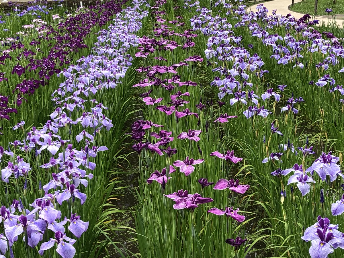 横須賀しょうぶ園 on X