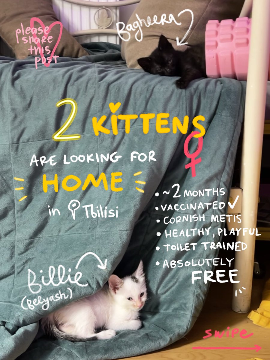 ТБИЛИСИ МЫ ИХ ОТДАЕМ

малышки наконец привитые, приученные к лотку, готовые прыгать в новые руки 

рт рт рт