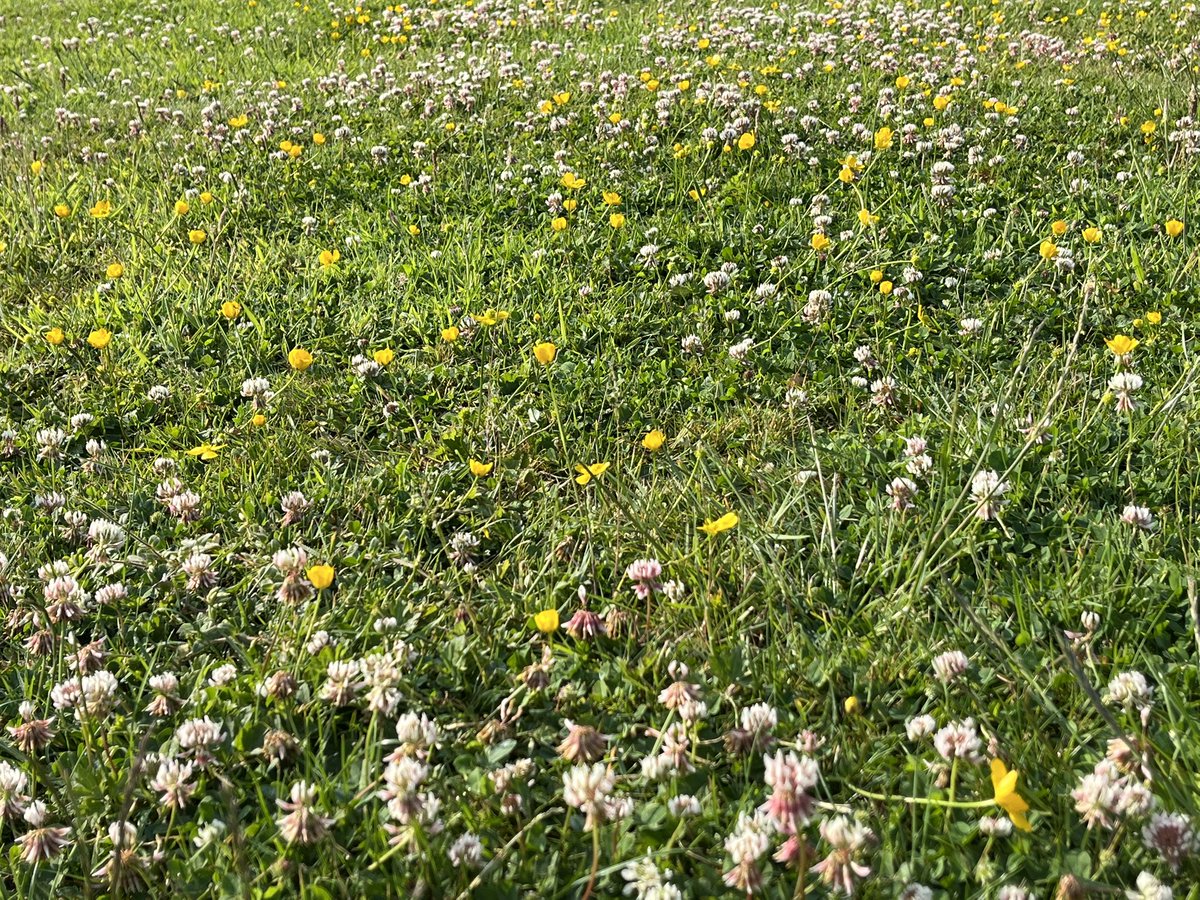 I won’t be topping my #Ecolawn at 65mm for at least a week as it’s currently buzzing with bumblebees. (Not going to mention the honeybees…) <a href="/Love_plants/">Plantlife</a> <a href="/BumblebeeTrust/">Bumblebee Conservation Trust</a>