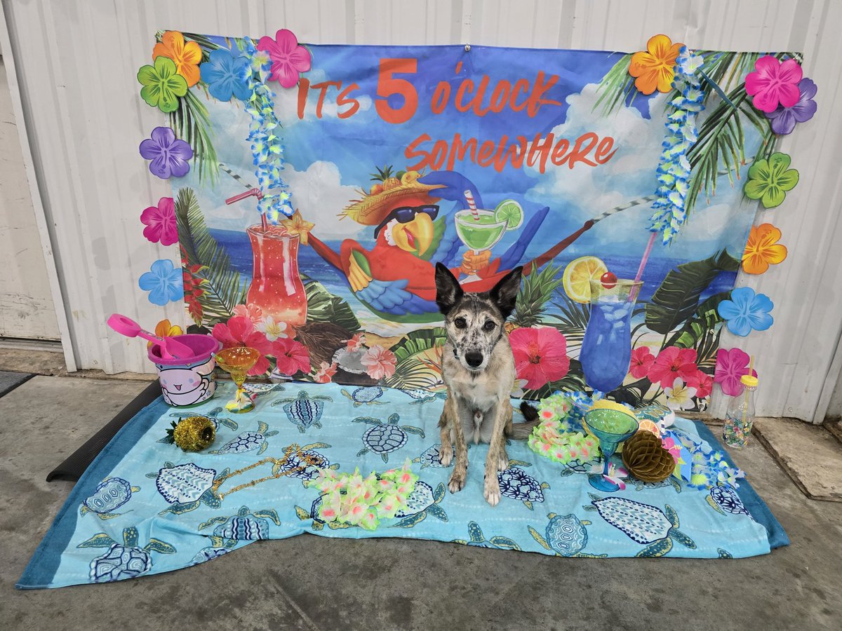 Lebowden's tweet image. Flyball Margarita Mania Pic between races