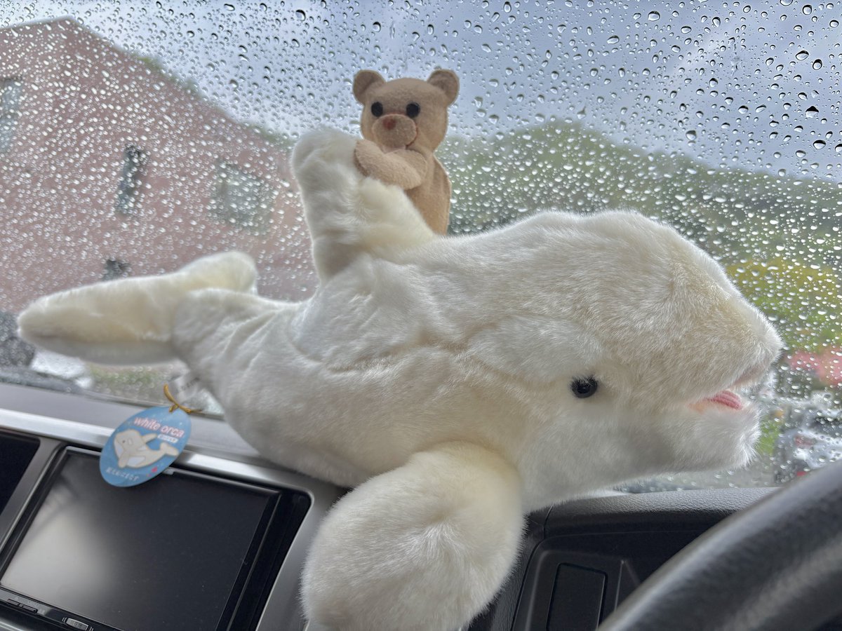 写真でしか見たことないけど
白いシャチぬいと出逢ったー🧸❣️

羅臼の道の駅のお土産屋さんに
いたよ🧸✨✨