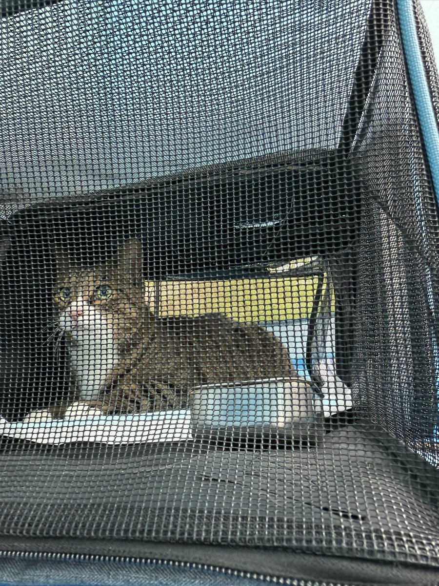 PatraRook's tweet photo. ルークとパトラとピクニック🧺
#犬
#猫
#チワワ
#保護猫 https://t.co/65dr7ONiLp
