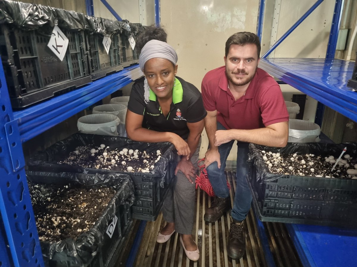 UP is growing mushrooms in shipping containers - boosting food security, replacing peat, &amp; supporting students in need. A smart, sustainable project led by Prof Korsten that's feeding minds &amp; bodies. Read more: ow.ly/LFjI50VPhF1

#FoodSecurity #UniversityOfPretoria