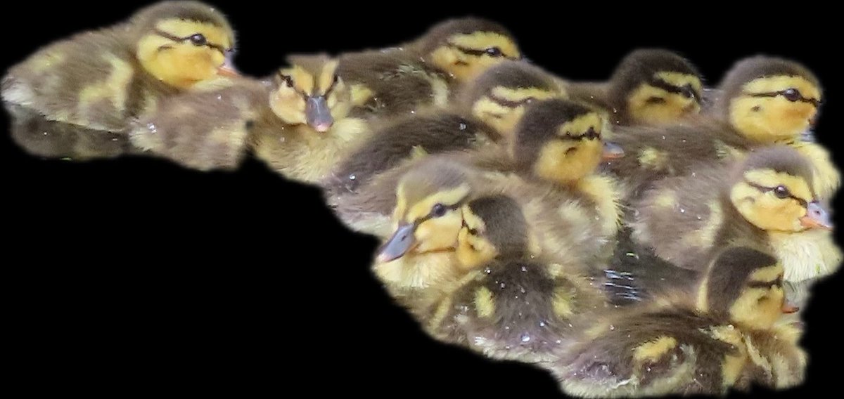 makeitgreengc's tweet photo. Momma duck’s brood of 12 in one of our ponds. Best of luck! https://t.co/4dFtzLknTV