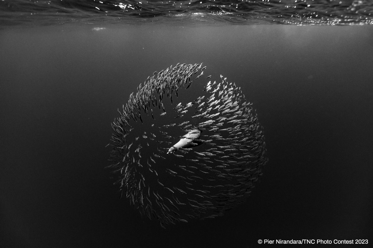 The Nature Conservancy tweet media