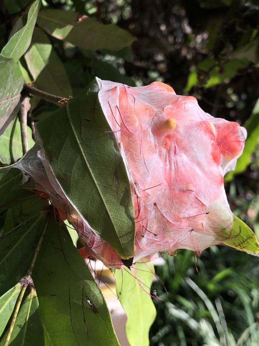 ajaykh23's tweet image. When the flowers come packaged naturally in a bouquet!! Saraca asoca or Sita Ashoka flowers clicked at #IISC Bangalore. This is all courtesy the weaver ants in action #indiaves