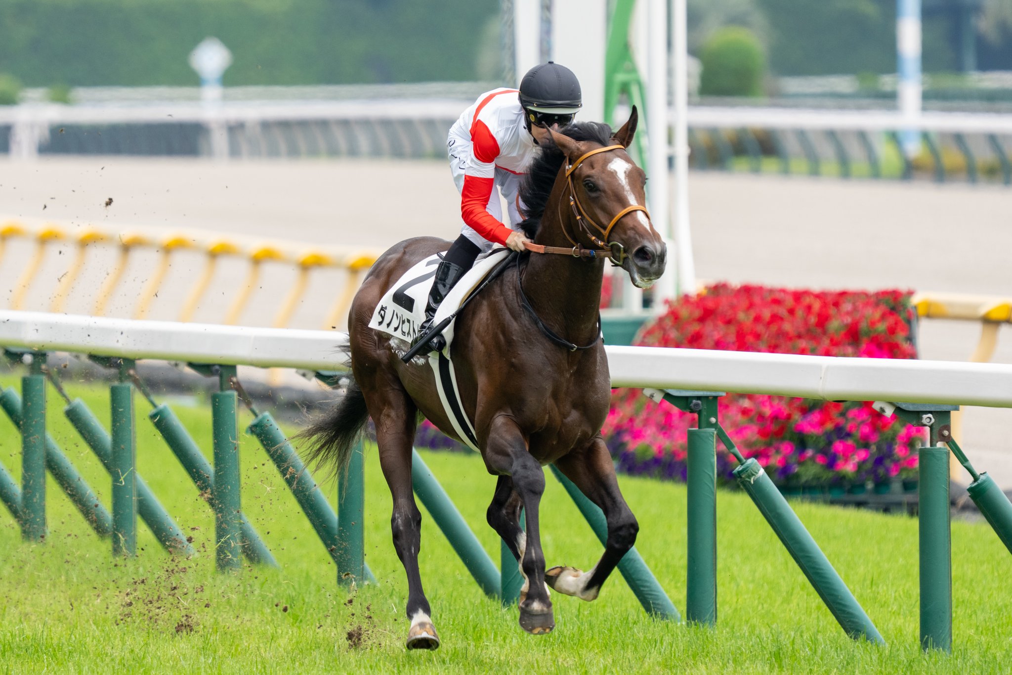 Dレーン D.レーンのレース映像・みんなのコメント | ウマホ - 中央競馬の