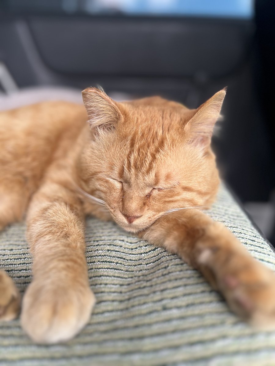 暑くなってきたニャン🐈