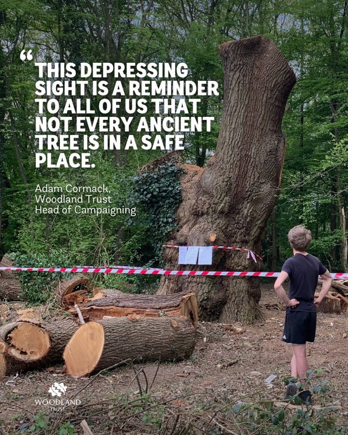 Devasting to see the illegal felling of the 500-year-old Whitewebbs Park Oak. These ancient natural monuments deserve greater protection. Please visit Protect our Living Legends - Woodland Trust to demand better for our nature.