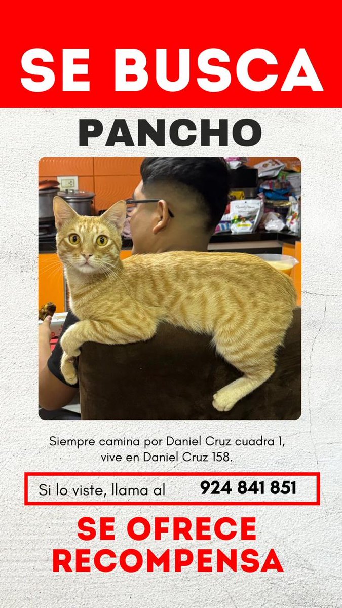 #URGENTE Este es Pancho. Se ha perdido en Surquillo y su familia lo está buscando. Es juguetón, escurridizo… y profundamente amado.
Si sabes algo, llama al 924-841-851
Ayúdanos a compartir, por favor. Tu RT puede ser el que lo traiga de vuelta. 🐱🙏
#lima #gato