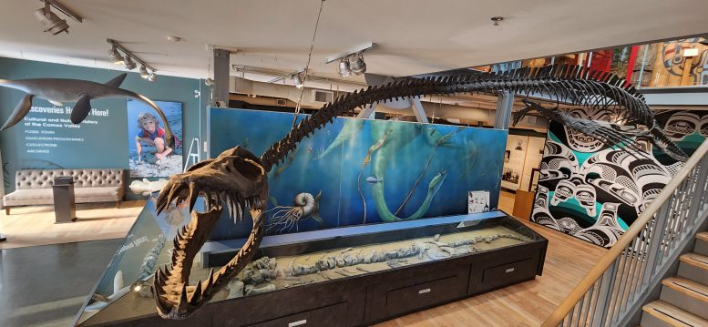 🇨🇦 SEA MONSTER NAMED: BRITISH COLUMBIA CLAIMS PREHISTORIC TITAN

A 40-foot prehistoric reptile with smash-mouth teeth and a killer dive move has finally been ID’d after hiding in plain sight since 1988.

Nicknamed Traskasaura sandrae, this necky nightmare hunted from above with