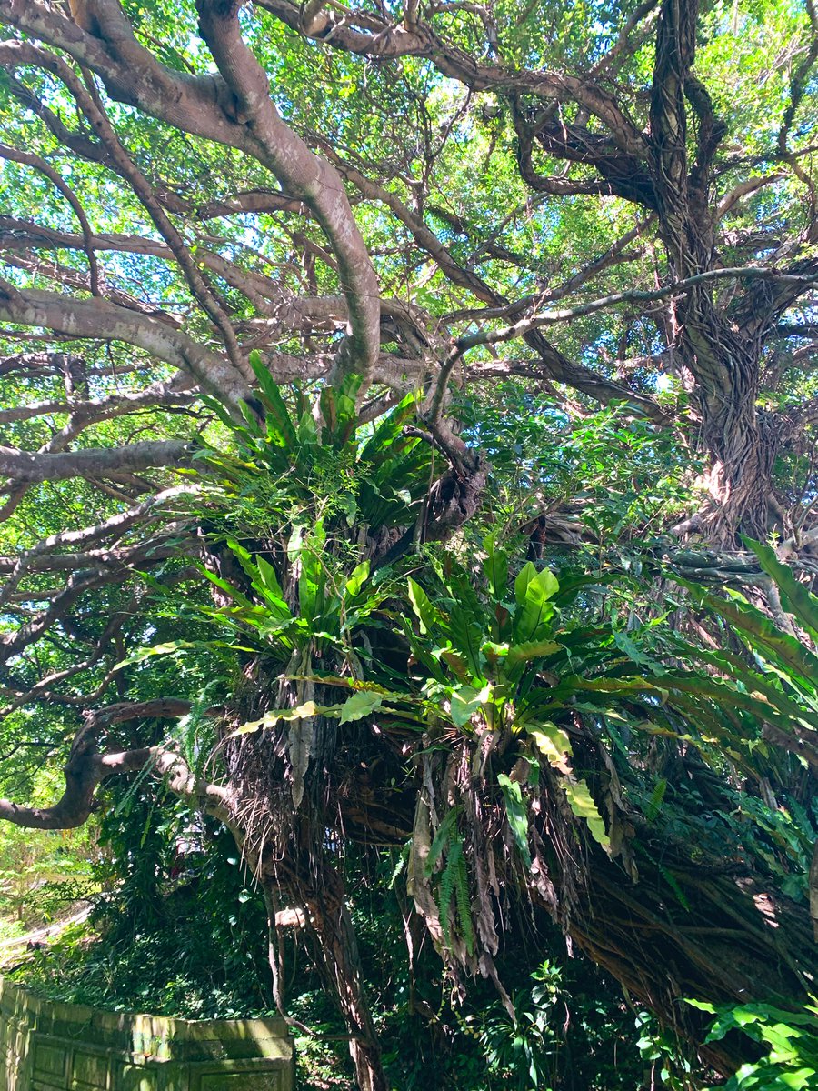 最高ランチにオキナワネコチャンが現れて最高超えてしまったな😎