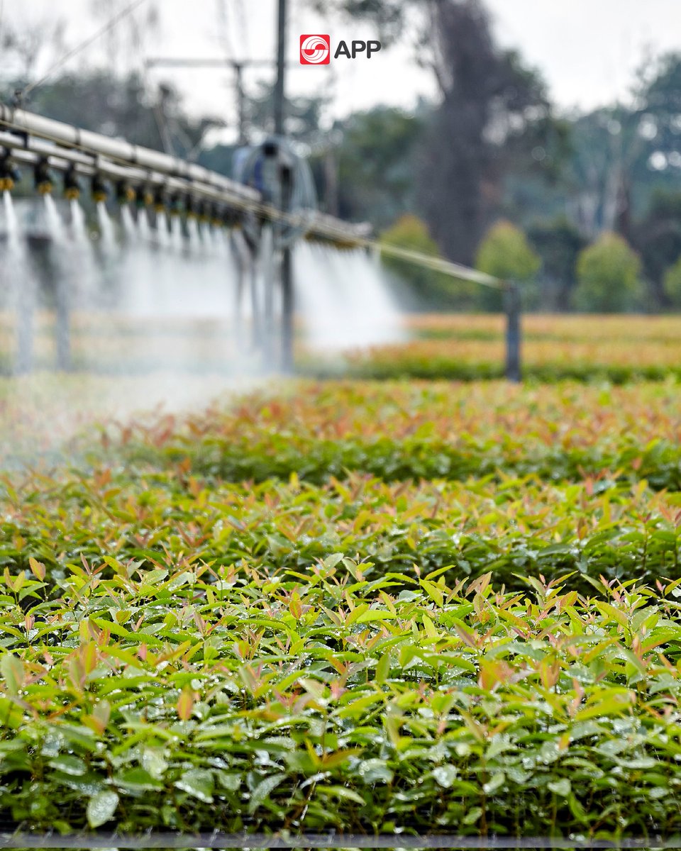 APP Group (@appgroup_id) on Twitter photo Vibrant green blends with a touch of reddish eucalyptus seedlings, adorning the nursery. Glittering droplets gently sprinkle, refreshing life itself.
From this place, the journey begins cultivating sustainable forests. Preserving nature’s balance for a better future. Vibrant green blends with a touch of reddish eucalyptus seedlings, adorning the nursery. Glittering droplets gently sprinkle, refreshing life itself.
From this place, the journey begins cultivating sustainable forests. Preserving nature’s balance for a better future.