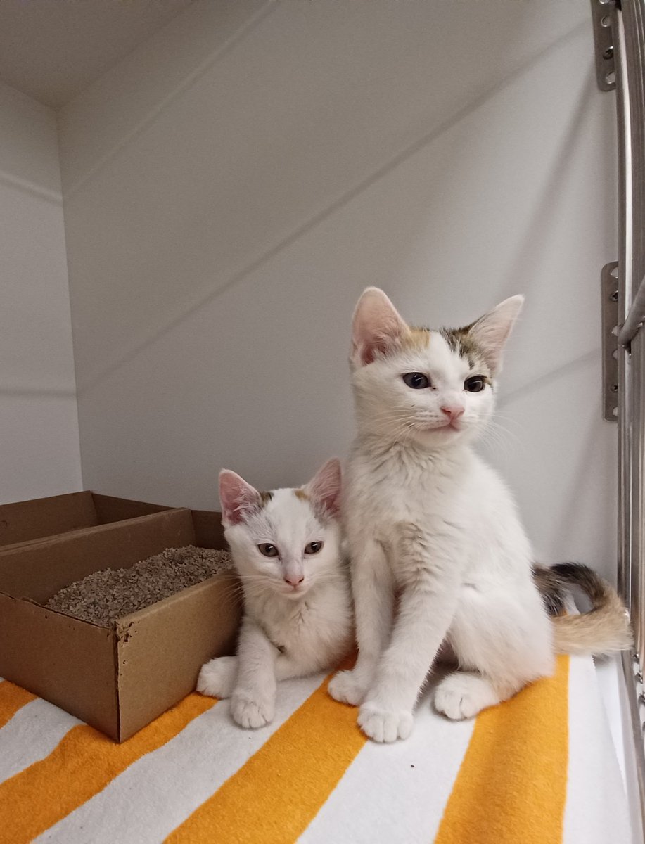 tuxsd's tweet photo. @PurrVida https://t.co/beq3mBpTDM