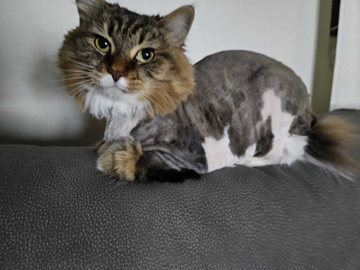 Well it occurred
I'm was removed of fur
Turns out I'm not chubby
I'm just a Lil baby 
Formerly fluffy baby