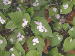 デカで写真を撮ると香りまで保存される感じ