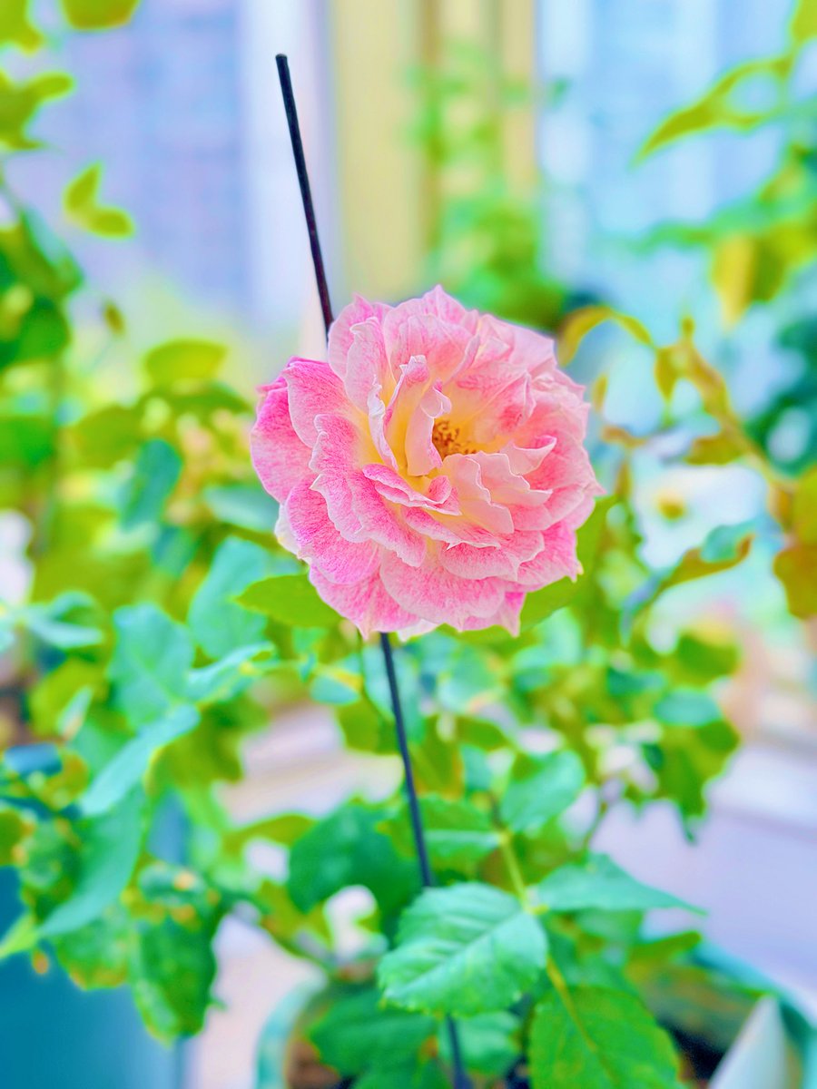 DJAllen1024's tweet photo. 月季温暖➕幻紫🌸
你更喜欢哪一朵？
#GardeningX #Roses #MyGarden #FlowerPhotography #バラ https://t.co/VooMnNFk1e