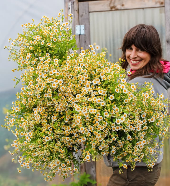 SophieRaccoons's tweet image. My favorite flower farm: #BushelAndPeckWildflowers #feverfew