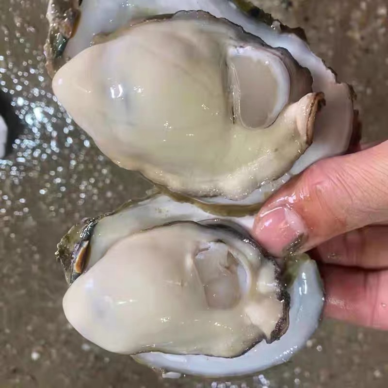 As direct source manufacturers, we bring you premium oysters, harvested fresh and ready for export. We’re your trusted partner for oyster supply. 🦪🌊
beihailjsm.en.alibaba.com
WA: +86 13977904430
Email: luquanyan@bhlj.com.cn
#seafood #wholesale #oyster #freshseafood #freshoyster