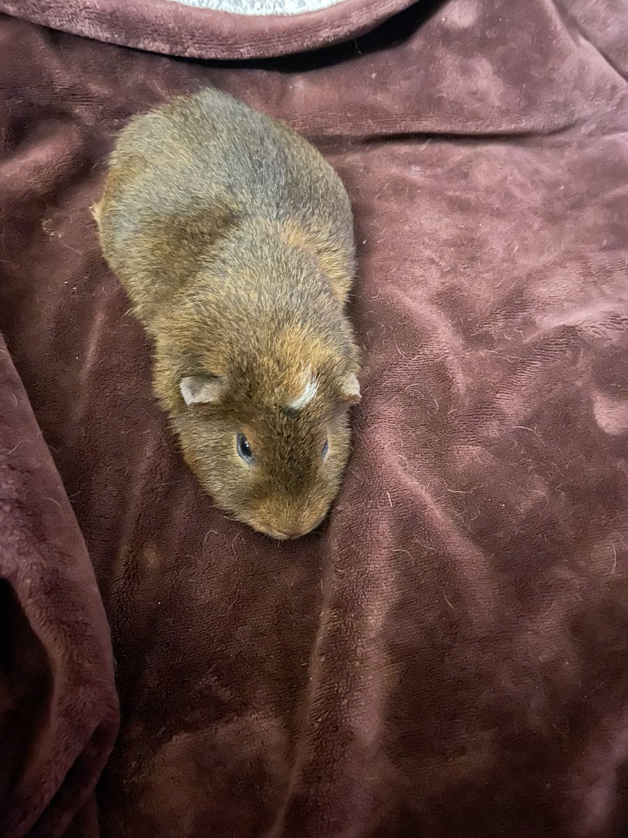 Guinea Pig Central tweet media