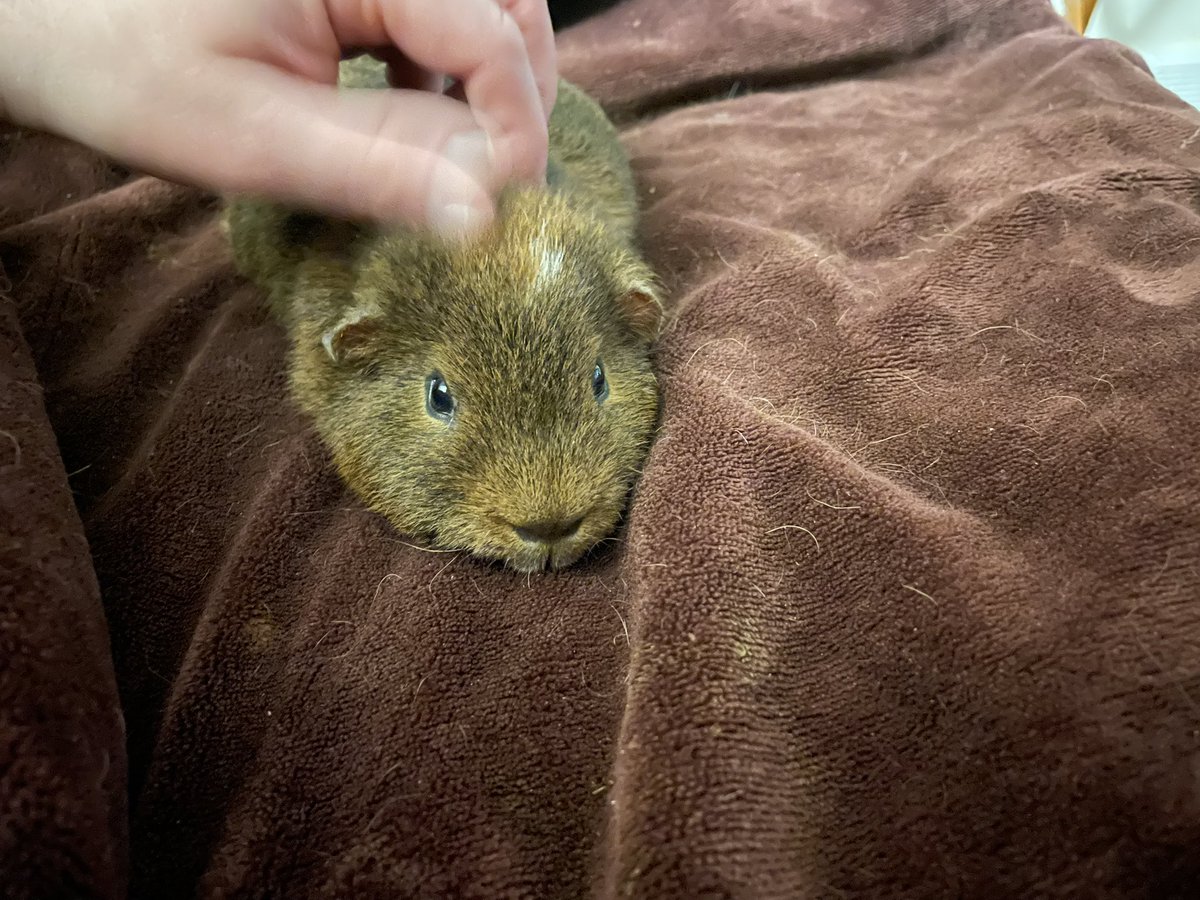 Guinea Pig Central tweet media