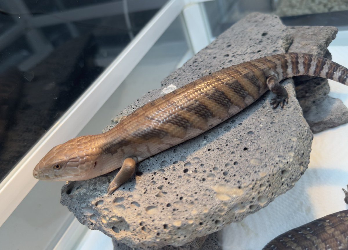reptilespro04's tweet photo. 新入荷 キタアオジタトカゲ
中々入れれなかったアオジタのCB個体がやって来てます😆
既にお問い合わせ沢山頂いておりますので気になる方はお早めにお願いします🙇‍♀️

#爬虫類 #爬虫類専門店 #れぷたいるずプロ #徳島県 https://t.co/76IO6OhW3e