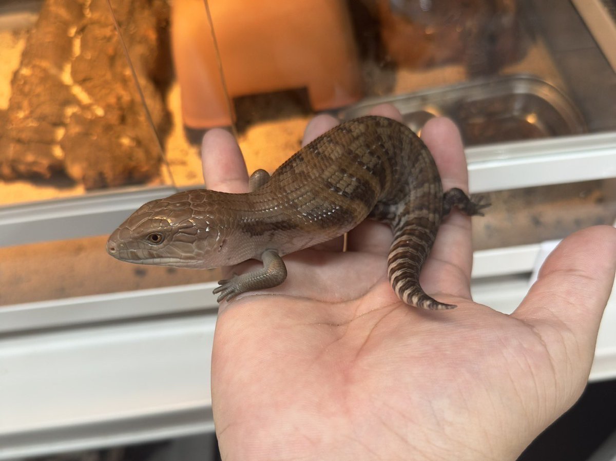 reptilespro04's tweet photo. 新入荷 キタアオジタトカゲ
中々入れれなかったアオジタのCB個体がやって来てます😆
既にお問い合わせ沢山頂いておりますので気になる方はお早めにお願いします🙇‍♀️

#爬虫類 #爬虫類専門店 #れぷたいるずプロ #徳島県 https://t.co/76IO6OhW3e