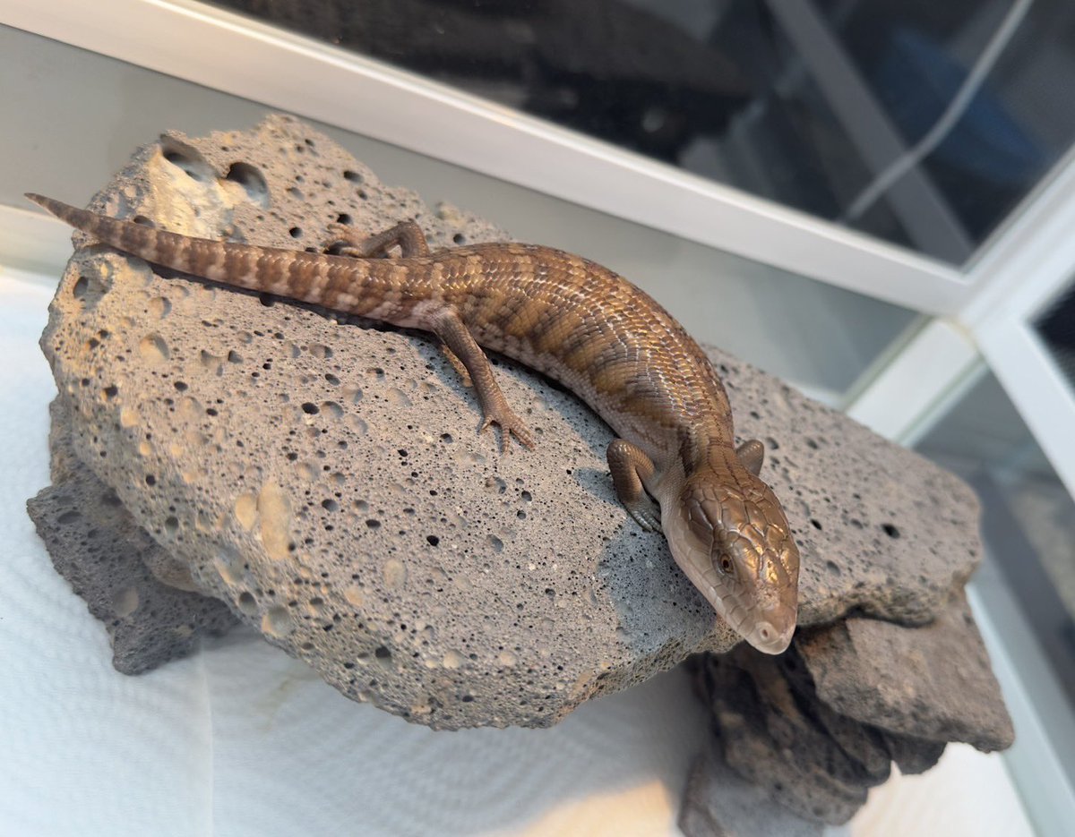 reptilespro04's tweet photo. 新入荷 キタアオジタトカゲ
中々入れれなかったアオジタのCB個体がやって来てます😆
既にお問い合わせ沢山頂いておりますので気になる方はお早めにお願いします🙇‍♀️

#爬虫類 #爬虫類専門店 #れぷたいるずプロ #徳島県 https://t.co/76IO6OhW3e