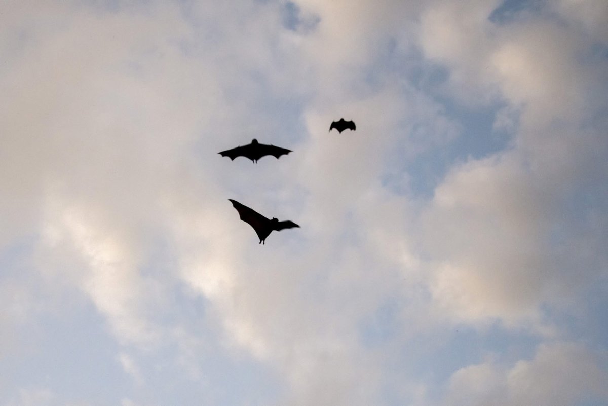 🦇 For the first time in many years, all the grey headed flying foxes have left town. We’d love to know where they’ve gone to find blossom: Bairnsdale #GunaiKurnaiCountry