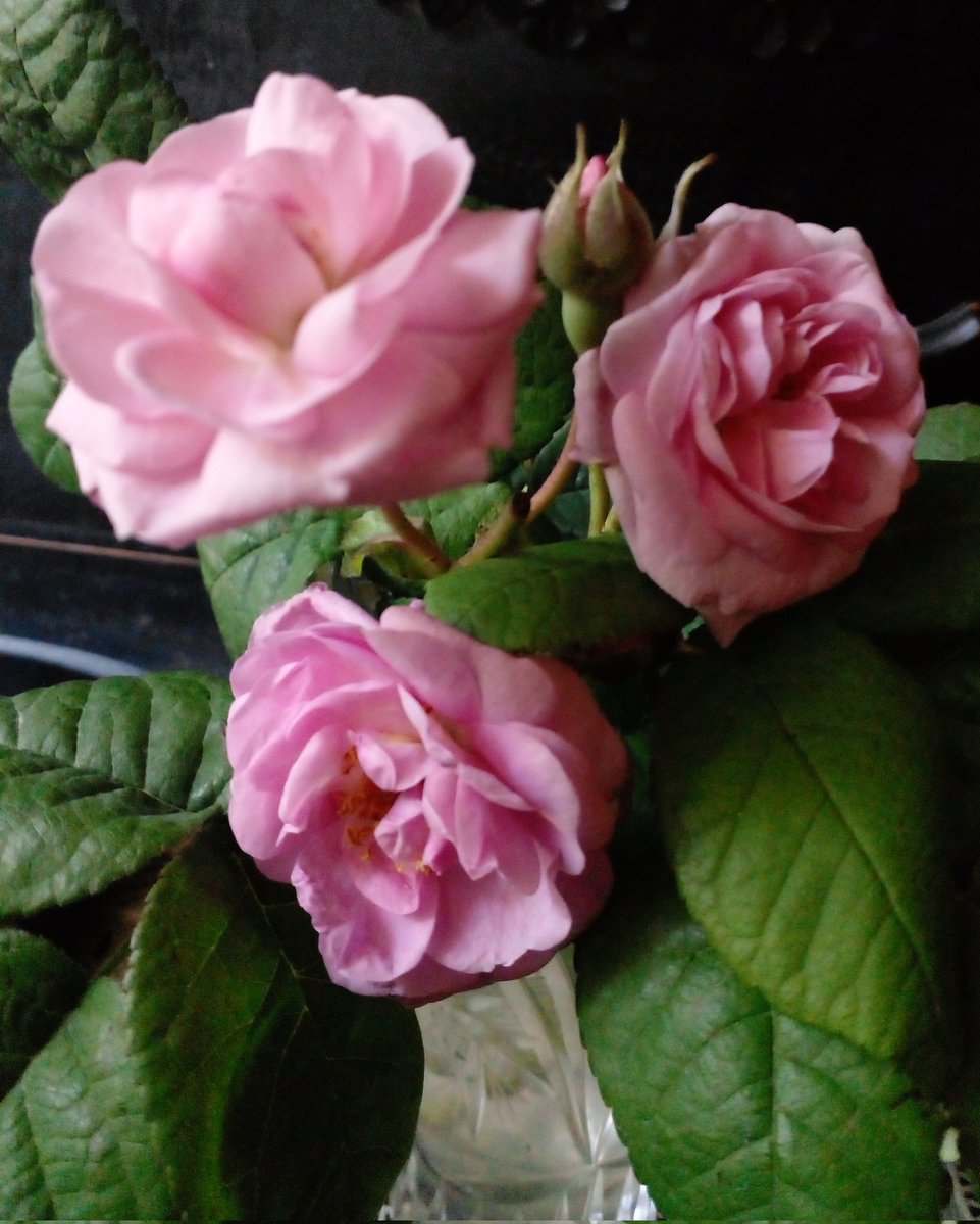 Катерина Галич tweet media