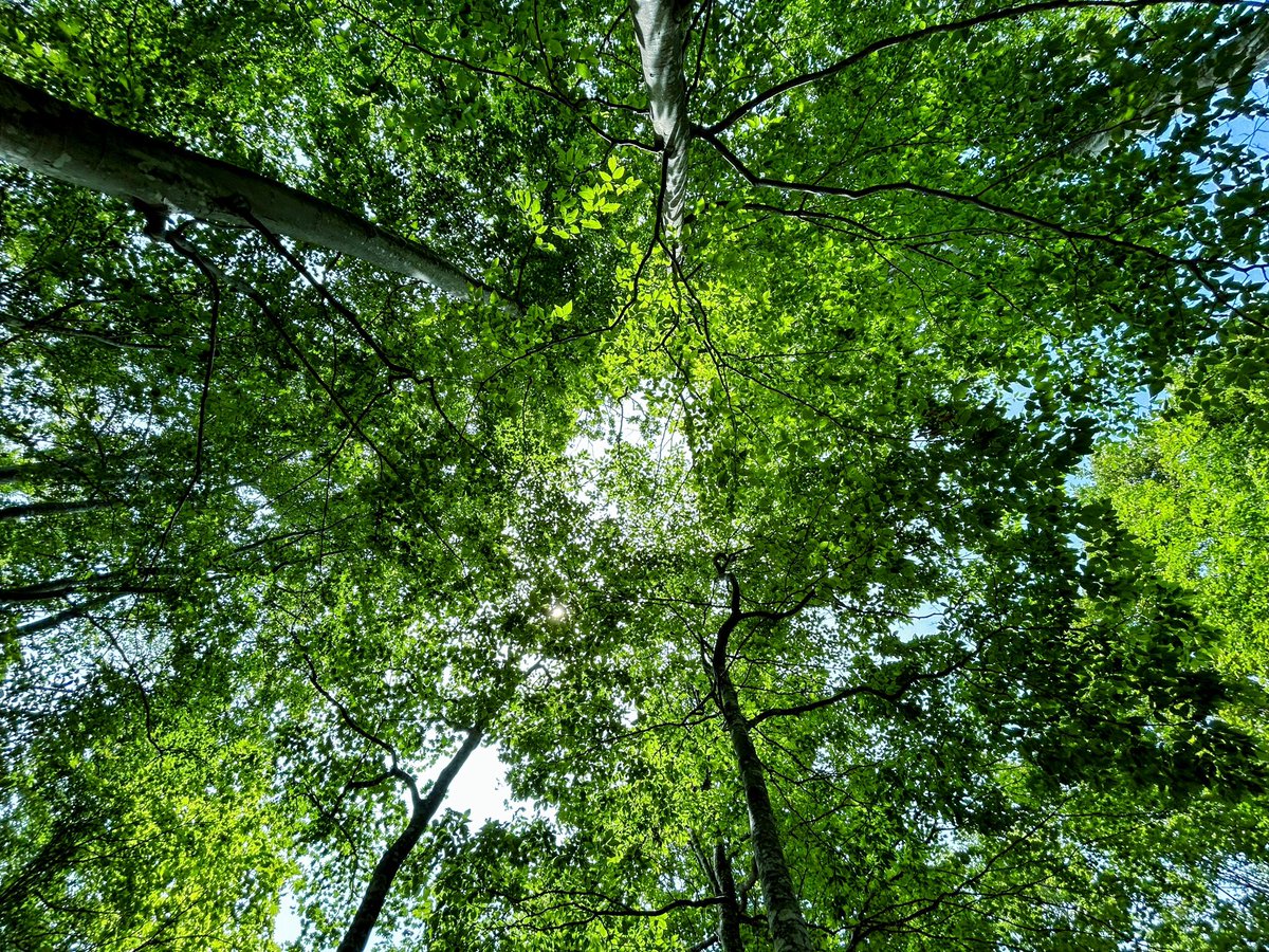 森の中で彷徨い中……
（私の心の中……）
 #美しい風景