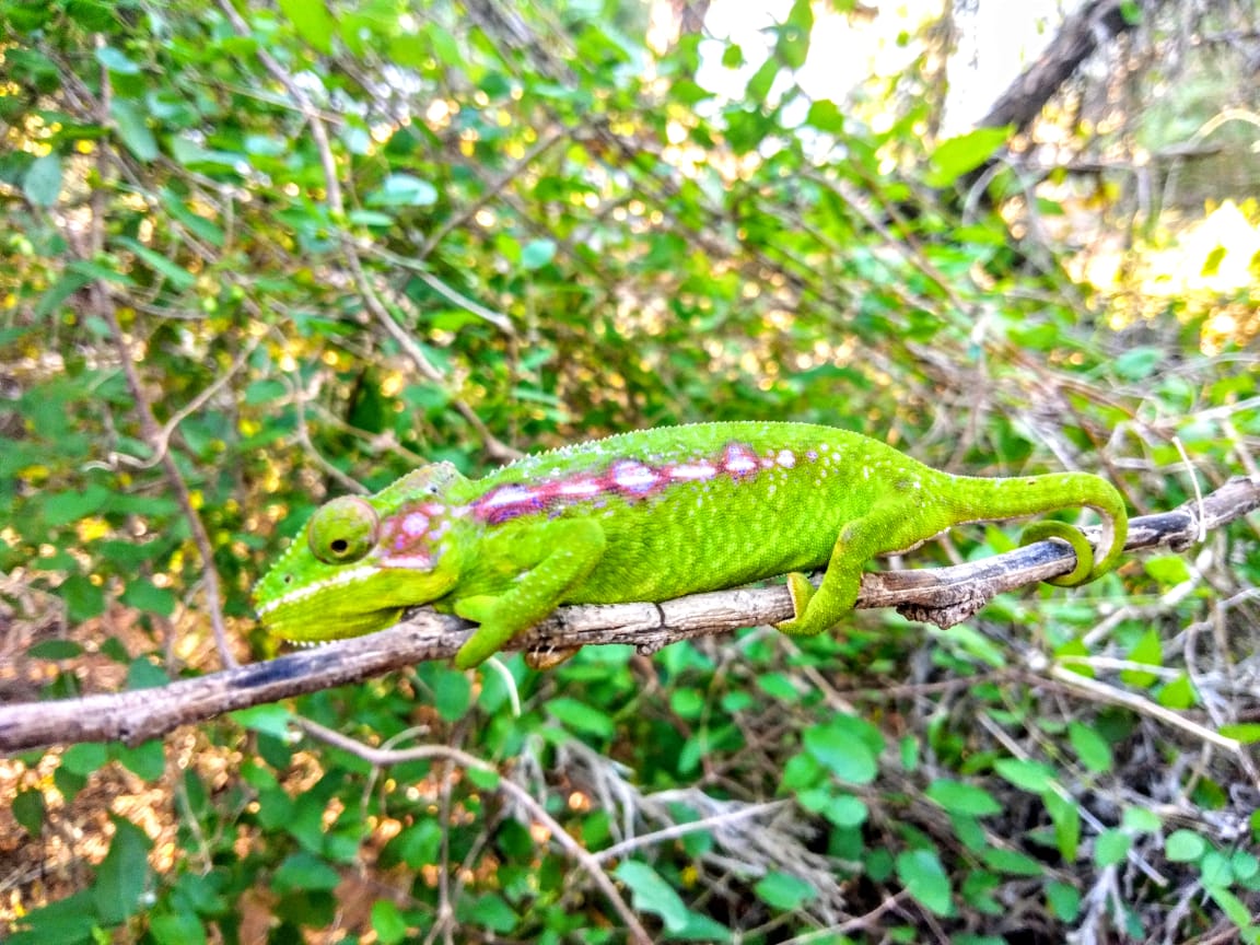 Critically endangered #chameleon discovered outside its known habitat in #Madagascar

rfr.bz/td8f839