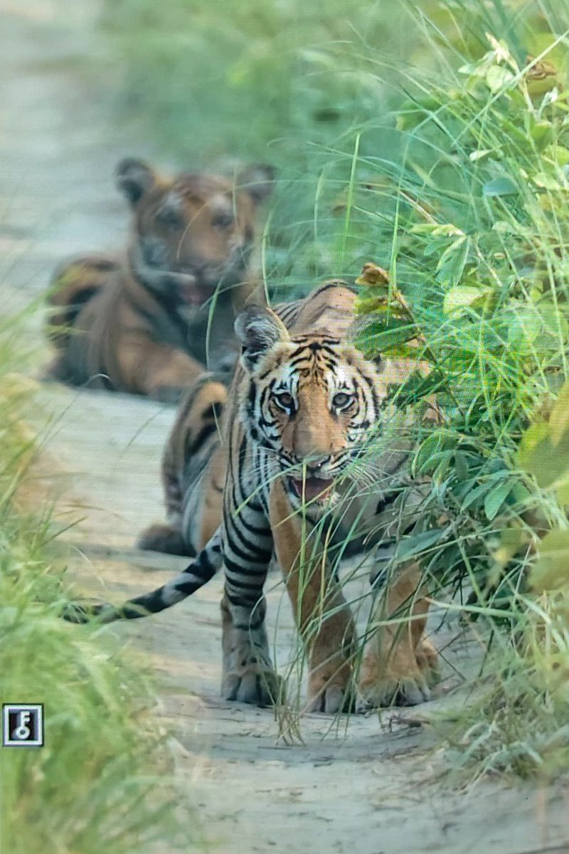 WildLense® Eco Foundation 🇮🇳 (@wildlense_india) on Twitter photo What a beautiful News from #Pilibhit Tiger Reserve, new sightings at Mahof Zone 1
#Pilibhit Tiger Reserve is emerging as the new haven for Tigers & Tourist.
Wildlife Tourism is the Responsible Tourism <a href="/rameshpandeyifs/">Ramesh Pandey</a> What a beautiful News from #Pilibhit Tiger Reserve, new sightings at Mahof Zone 1
#Pilibhit Tiger Reserve is emerging as the new haven for Tigers & Tourist.
Wildlife Tourism is the Responsible Tourism <a href="/rameshpandeyifs/">Ramesh Pandey</a>