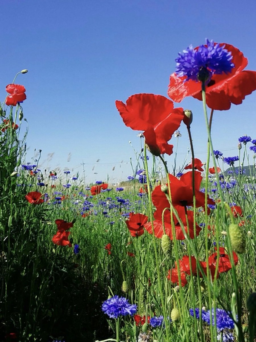 양귀비와 수레국화의
어울림 💙❤️💚