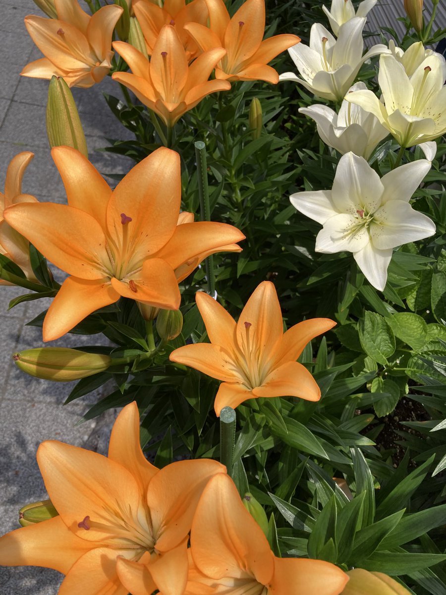 ugachanblog's tweet image. 皆さん こんにちは
蒸し暑いですね
そろそろ梅雨入りしそう
水分補給しながらお身体に気をつけて
お過ごしください🍀✨
朝ジムに行きウォーキング🚶♀️
気持ちもスッキリ
両親に頼まれたお中元を名駅で済ませ
栄にて散策中😊
帰って簿記勉 予算管理
ふくしままさゆき先生の動画
本当に助かります😃