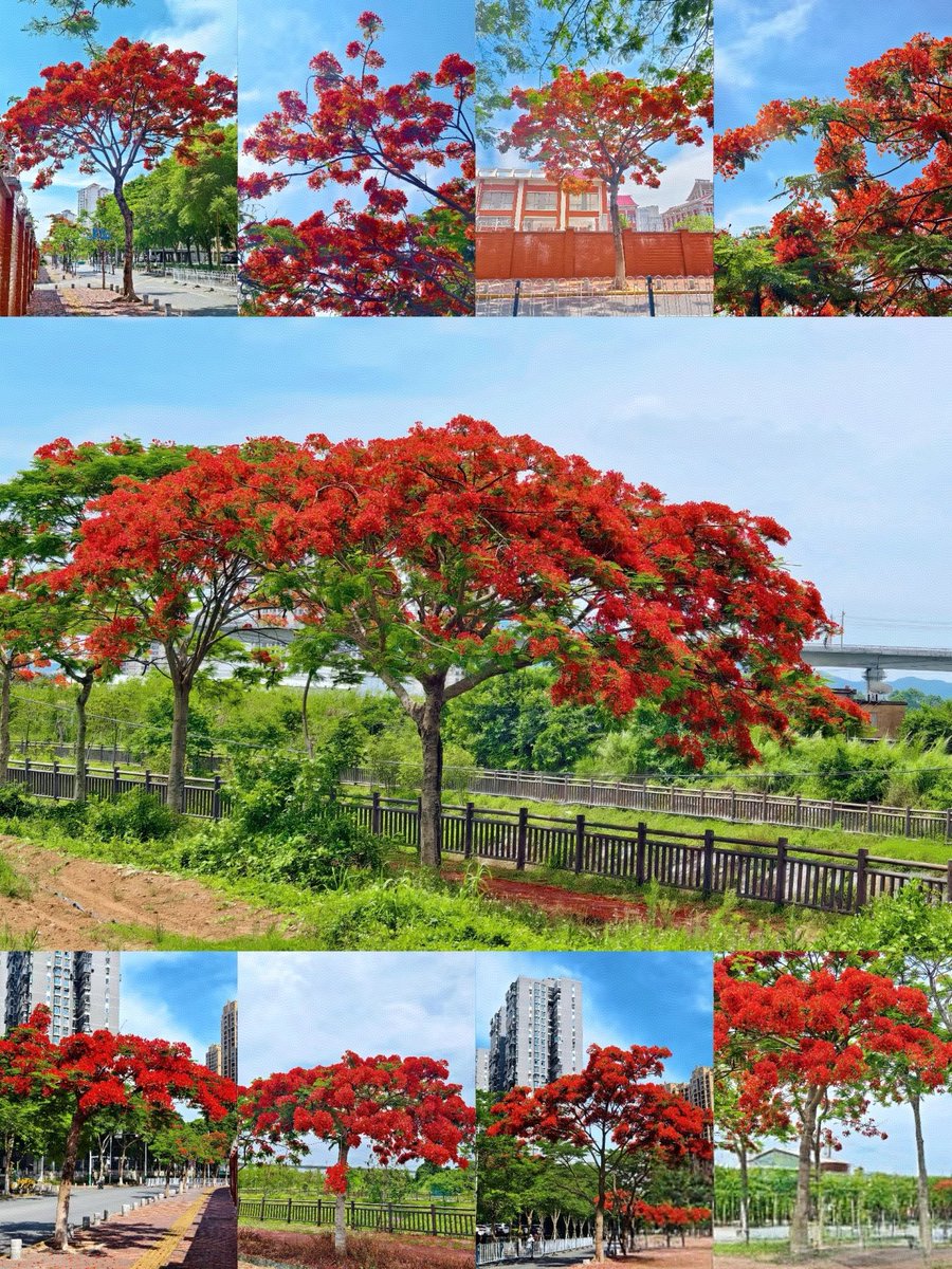厦门街头花似火，凤凰开遍，满街尽染热烈色。