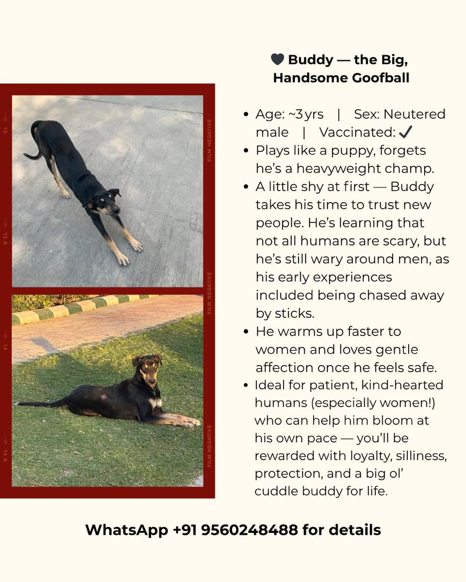 🐶 Meet Bunny &amp; Buddy - two adorable indie souls looking for their forever homes in Delhi NCR! Vaccinated, playful &amp; full of love!!

Please help them find the family they deserve 💝

Contact details mentioned in the pictures #Adopt #DelhiNCR #Indiedogs