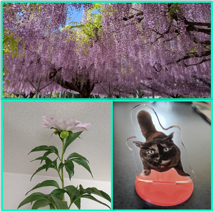 〜2025〜
『GWベストショット大賞📸』

【GWベストショット大賞📸】のチャンピオン👑は、

👑ゴジラLOVE　さん決定！！

　<a href="/LOVE14367970/">ゴジラLOVE🍃🧣🦖☄️🐈‍⬛☄️</a>

いいね👍獲得数９５　　(６月８日１２時現在)

藤棚を見に行って シャクヤクをいただいて アクスタを作ってもらった…😆 シャクヤクが天井ギリなのは